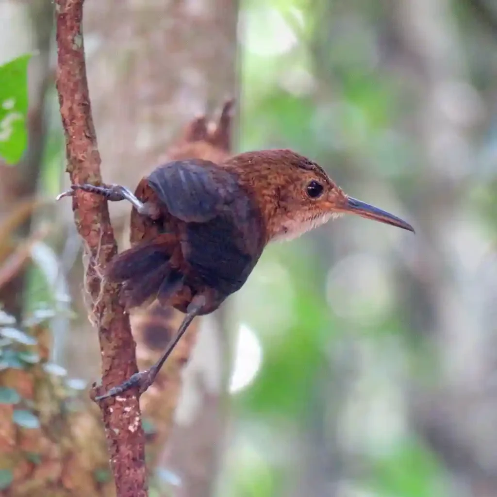 Navas Wren