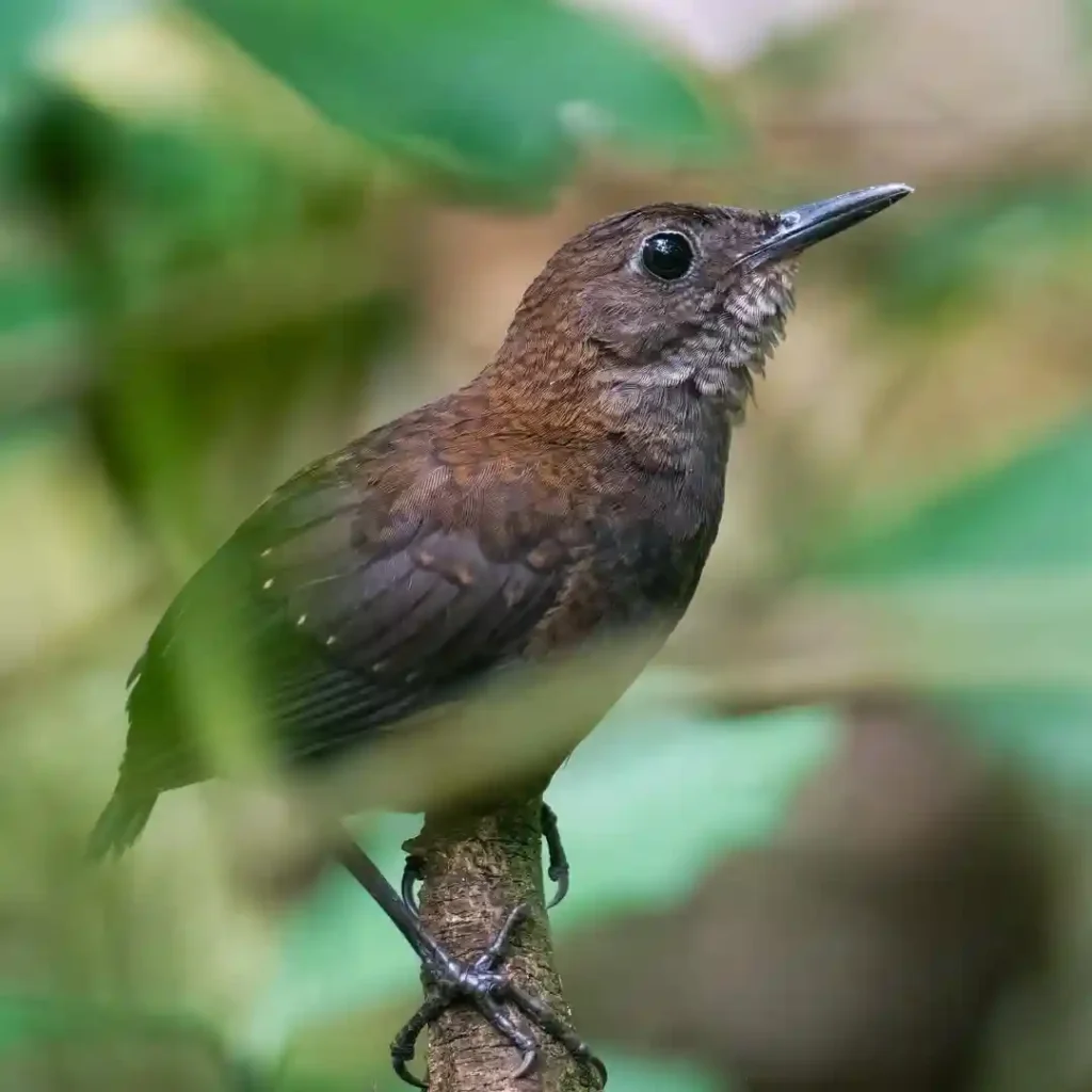 Northern Nightingale-Wren