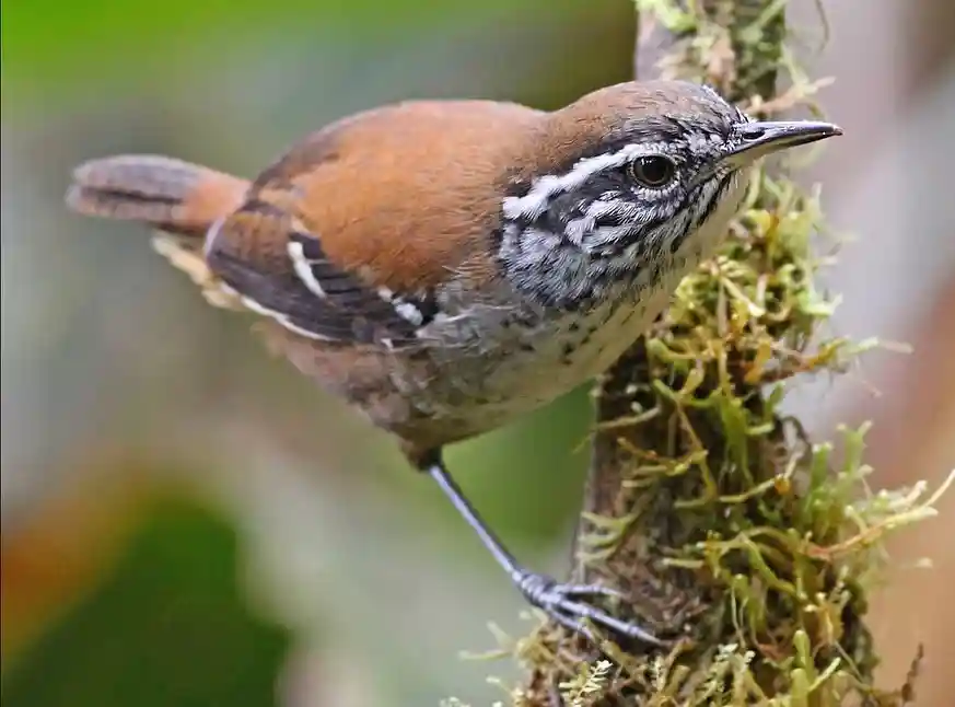 Peruvian Wren