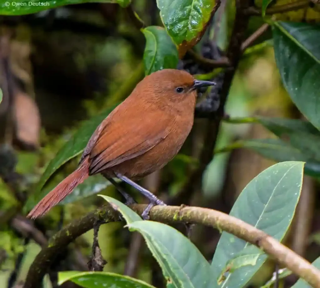 Rufous Wren