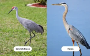 Sandhill Crane vs Heron