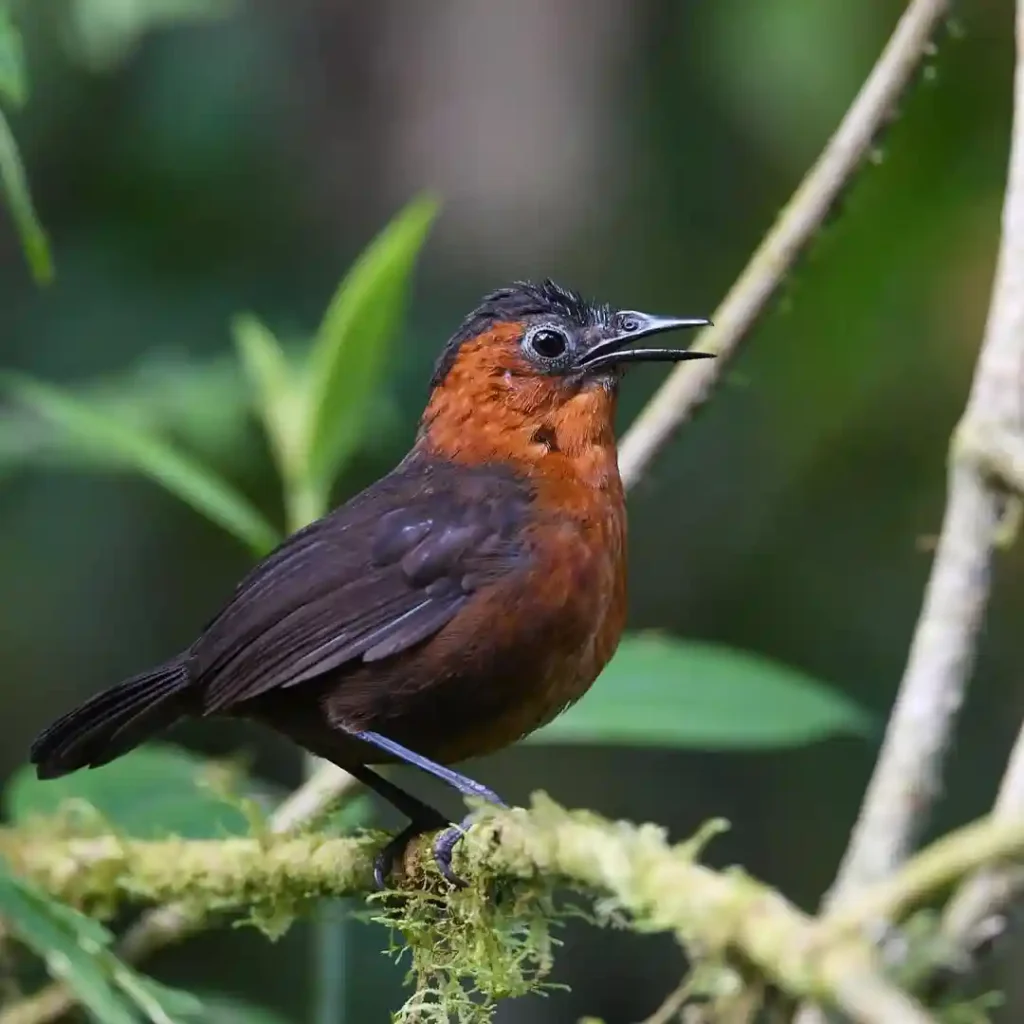Southern Chestnut breasted Wren
