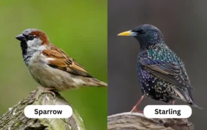 Sparrow vs Starling