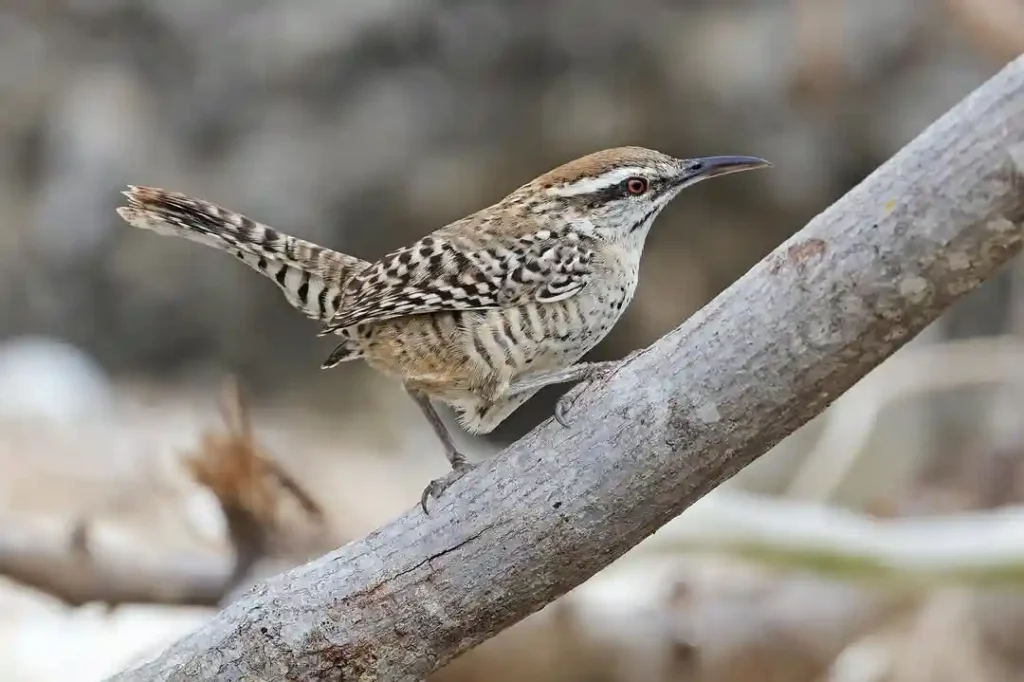 Yucatan Wren