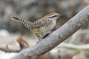 Yucatan Wren