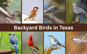 Backyard Birds in Texas