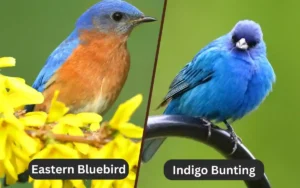 Eastern Bluebird vs Indigo Bunting
