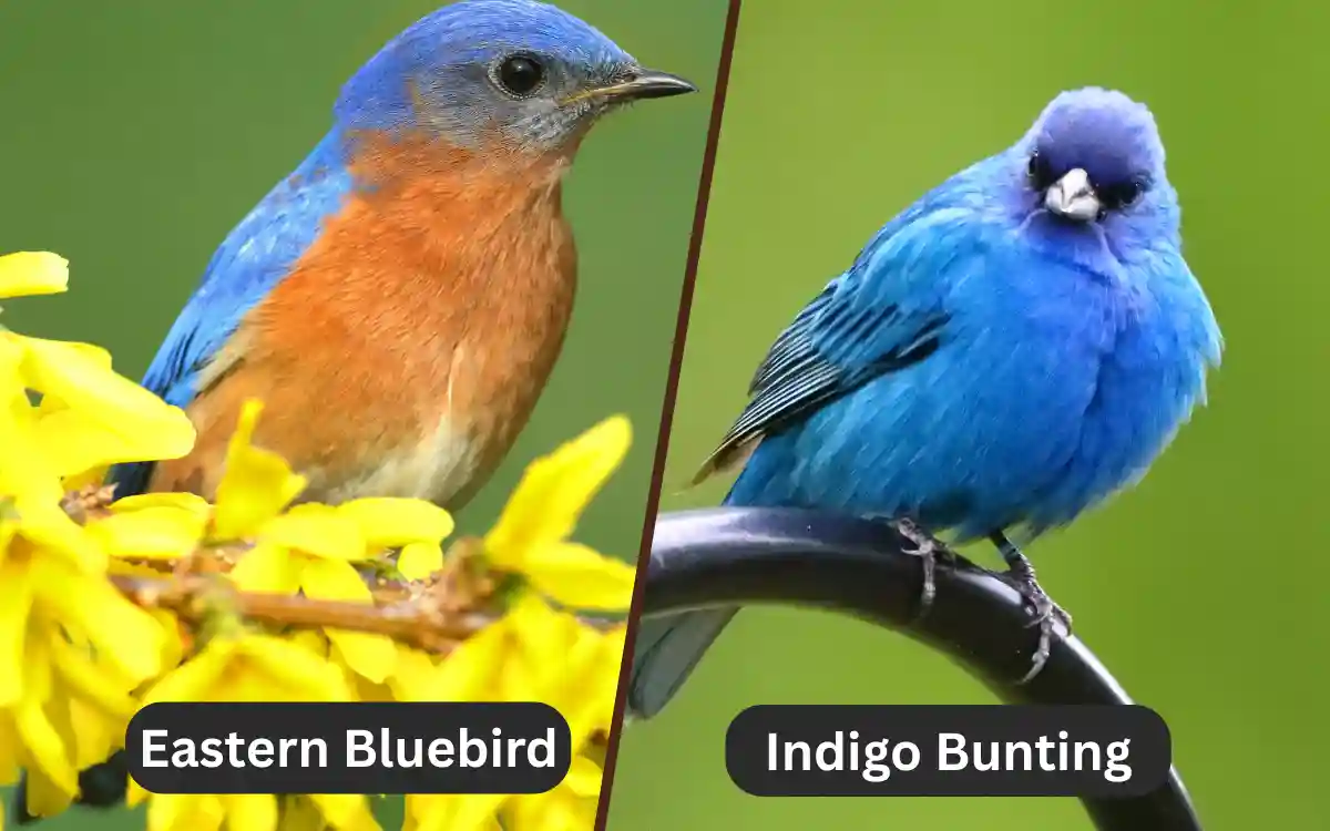 Eastern Bluebird vs Indigo Bunting