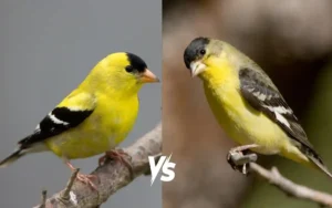 American Goldfinch vs Lesser Goldfinch