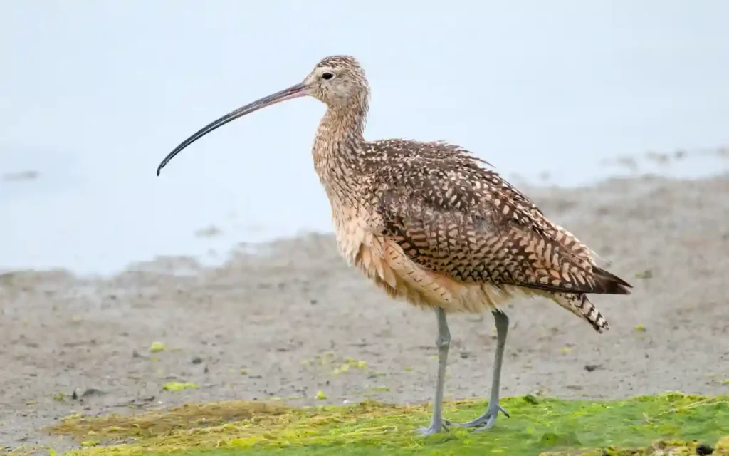 Long-billed Curlew