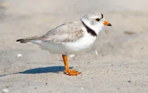 Piping Plover