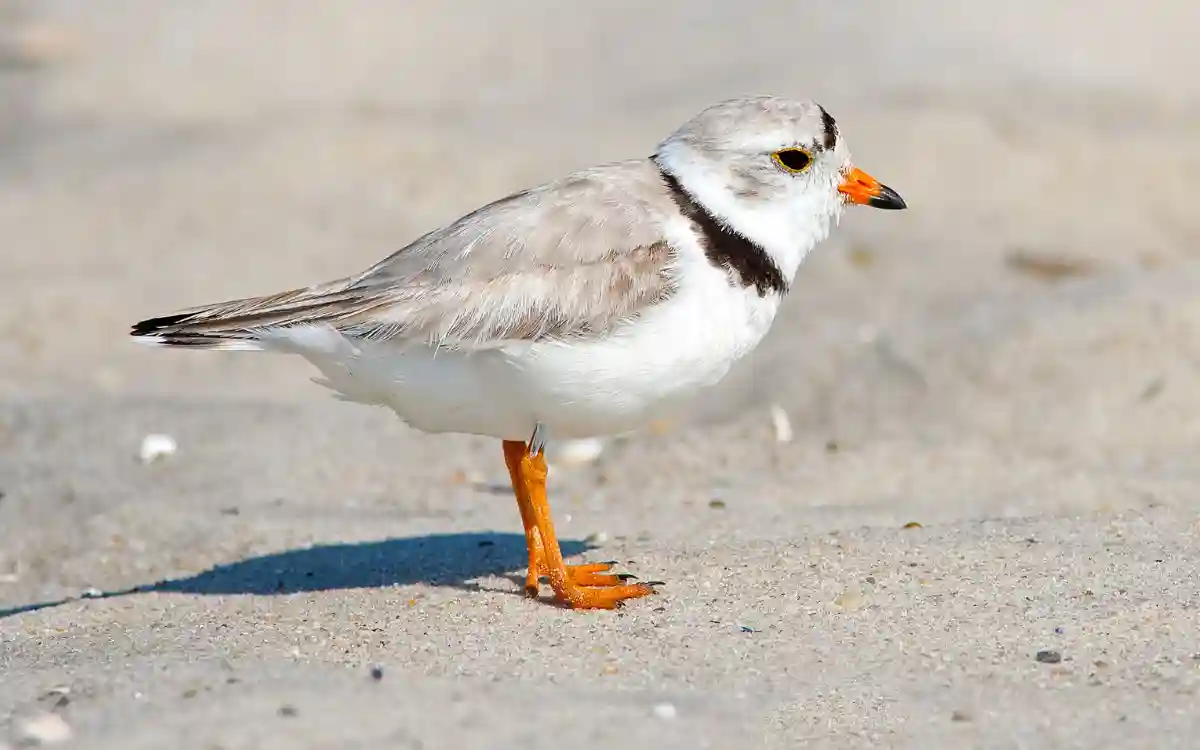 Piping Plover