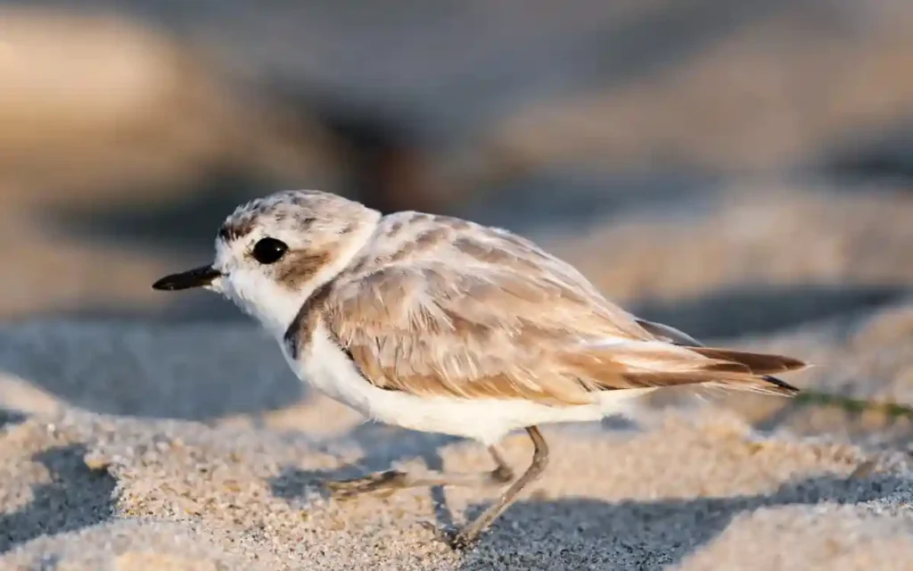 Snowy Plover