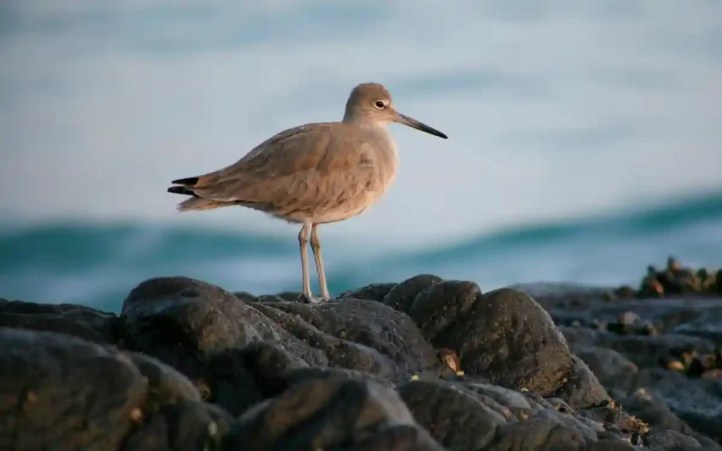 Solitary Sandpiper