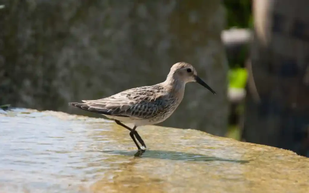 White-rumped Sandpiper