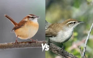 Carolina Wren vs Bewick’s Wren Identification