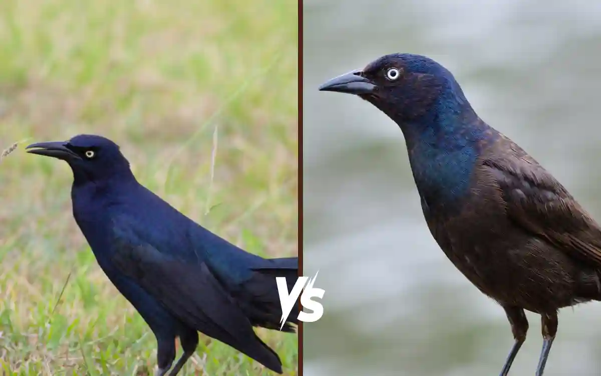 Common Grackle vs Great tailed Grackle: Key Differences Explained