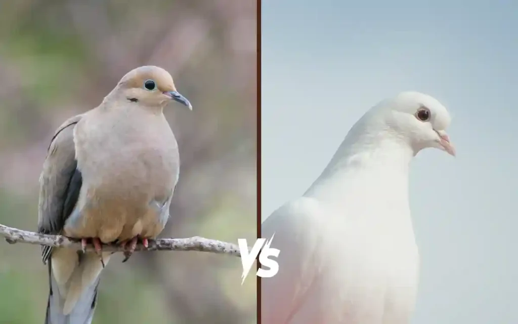 Mourning Dove vs White winged Dove