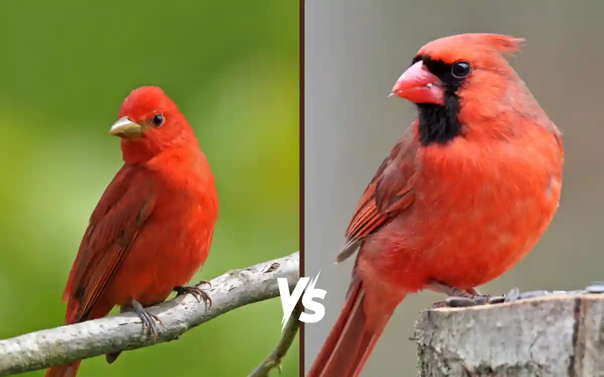 Northern Cardinal vs Summer Tanager
