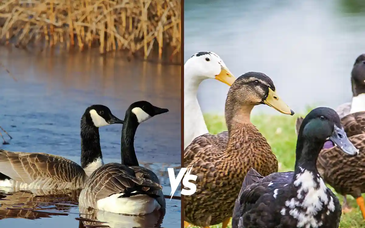 Ducks vs Geese: Key Differences in Size, Behavior, and Identification