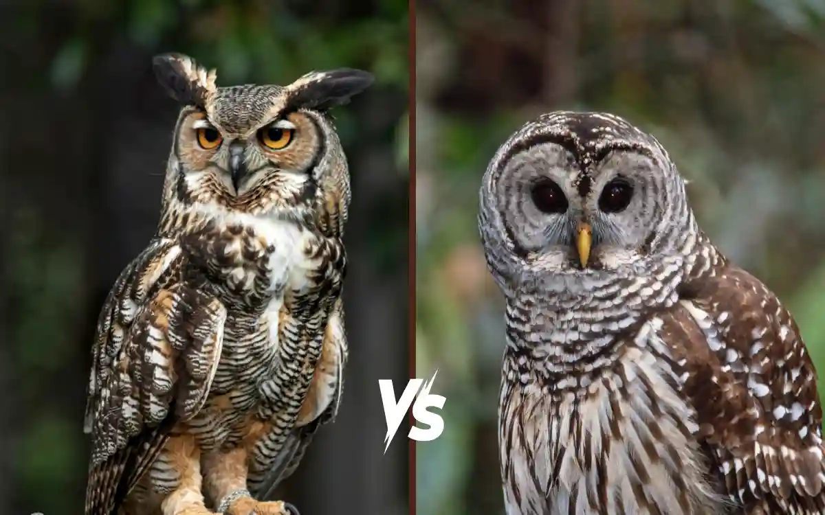 Great Horned Owl vs Barred Owl: Identification, Habits, and Key Differences
