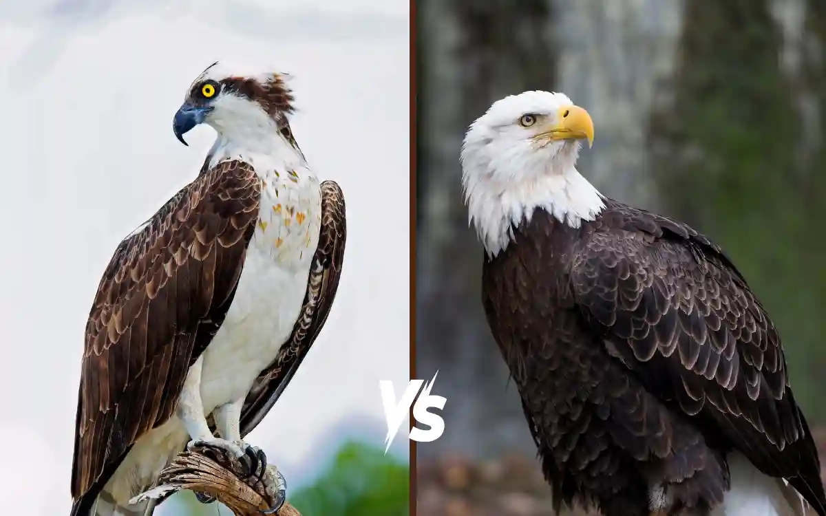 Osprey Vs Bald Eagle Identification Behavior And Key Differences Osprey Vs Bald Eagle Identification Behavior And Key Differences