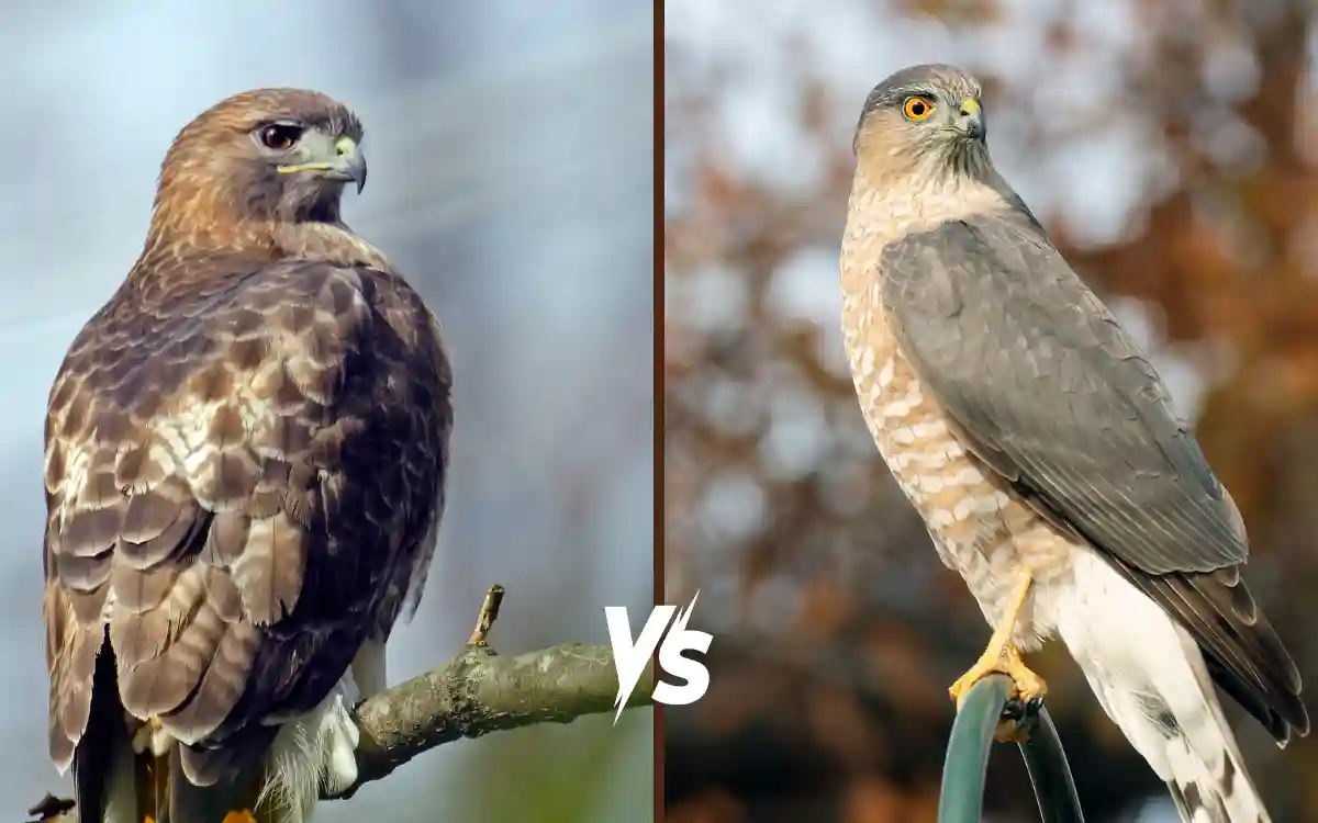 Red tailed Hawk vs Cooper’s Hawk: How to Tell Them Apart
