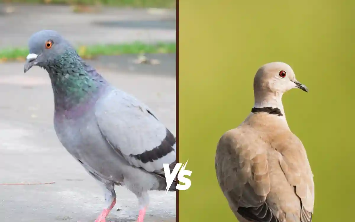 Rock Pigeon vs Eurasian Collared Dove: Key Differences Explained