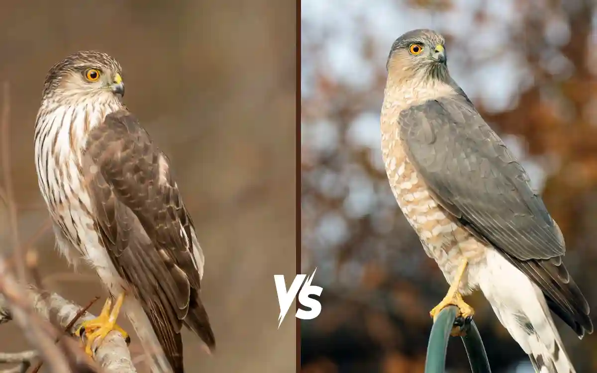 Sharp shinned Hawk vs Cooper’s Hawk: How to Tell These Raptors Apart