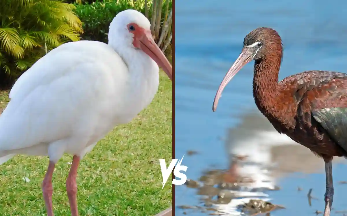 White Ibis vs Glossy Ibis: How to Tell Them Apart
