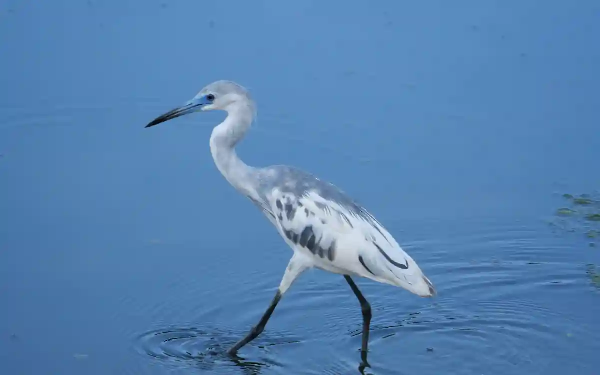 White Birds in Connecticut: Identification Guide