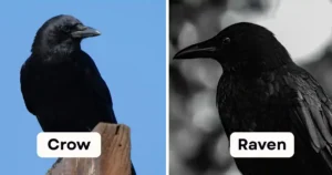 Raven vs Crow