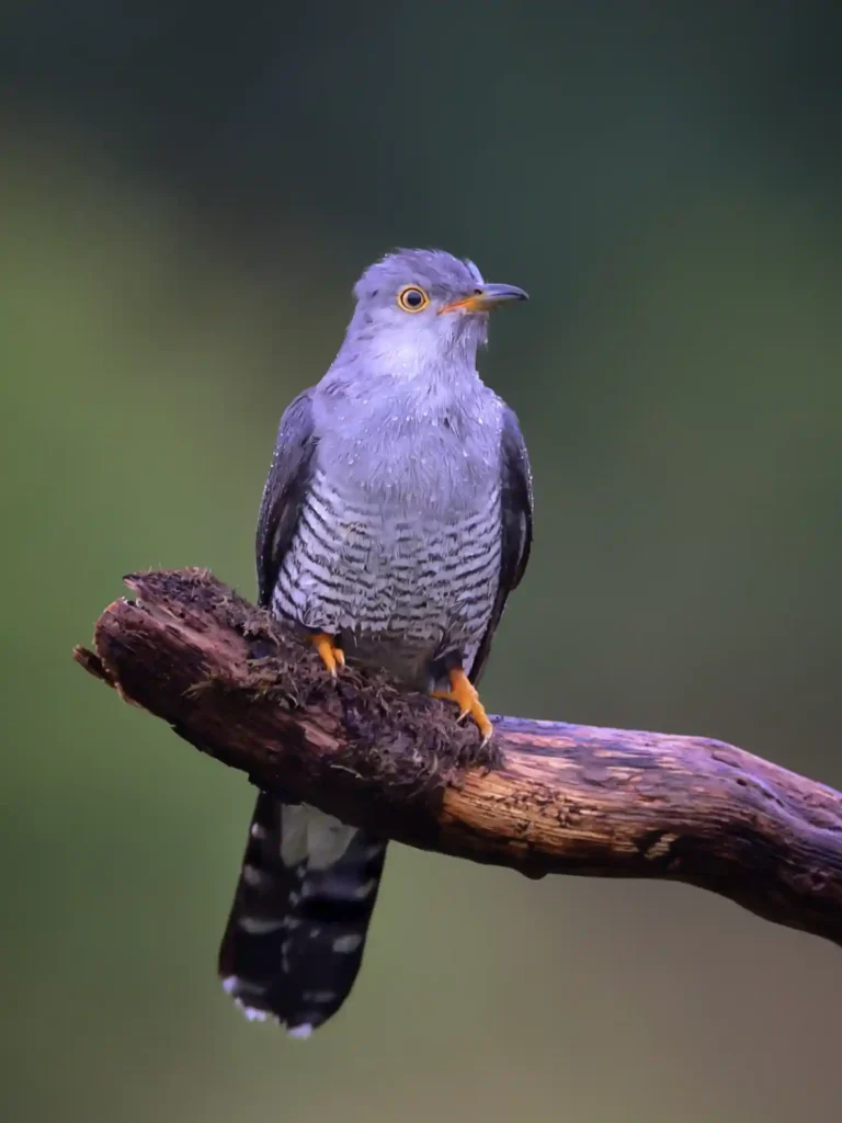 Common Cuckoo