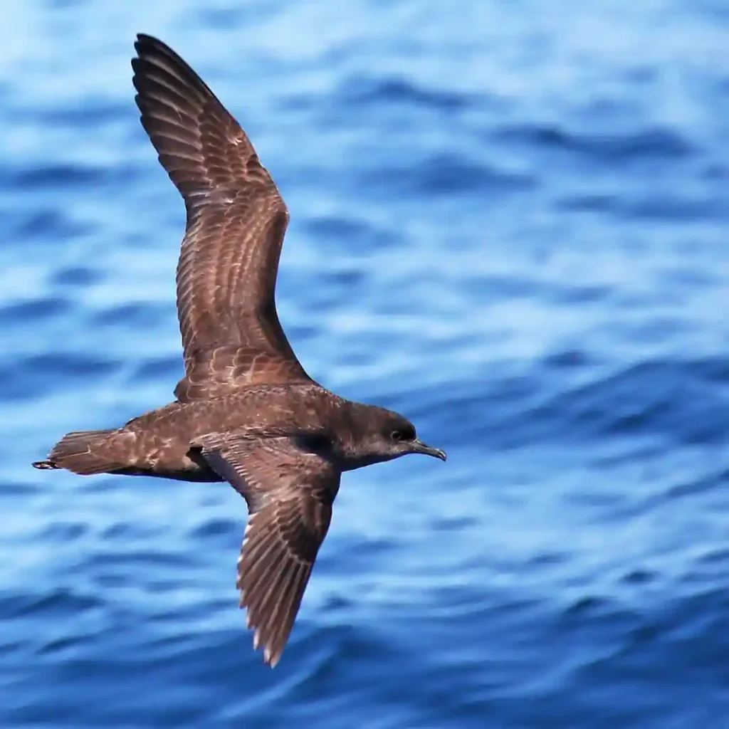 Short-tailed Shearwater