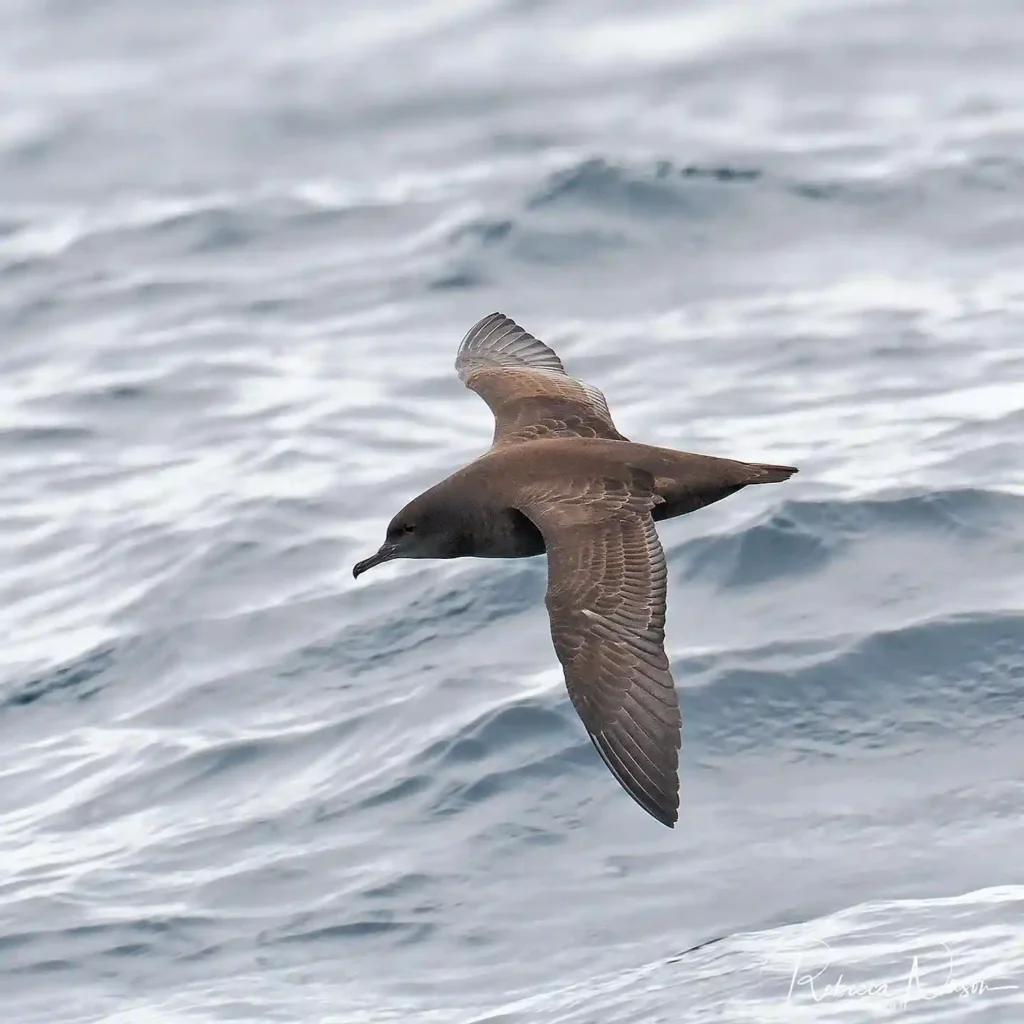 Sooty-Shearwater