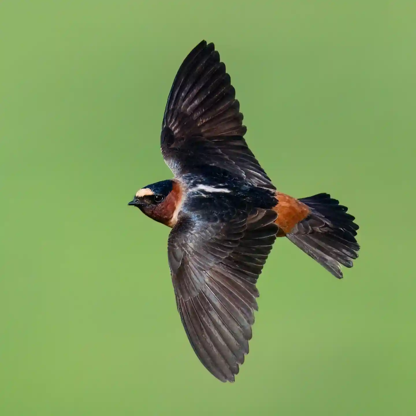 30 Birds With Orange Chests