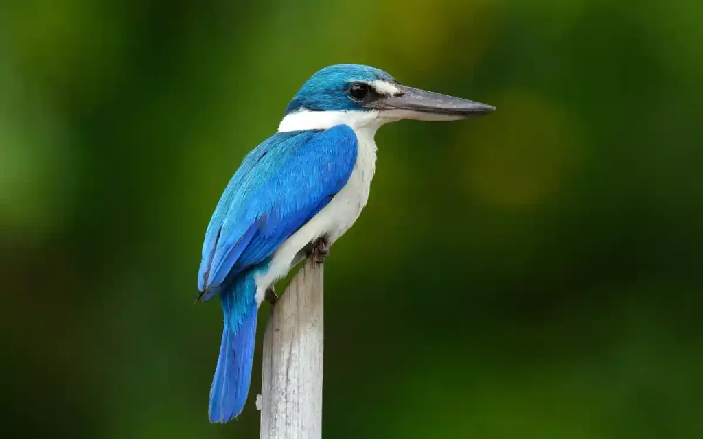 Collared Kingfisher