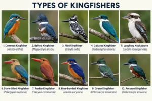 Types of Kingfishers