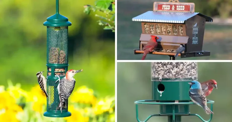 9 Best Squirrel Proof Bird Feeder