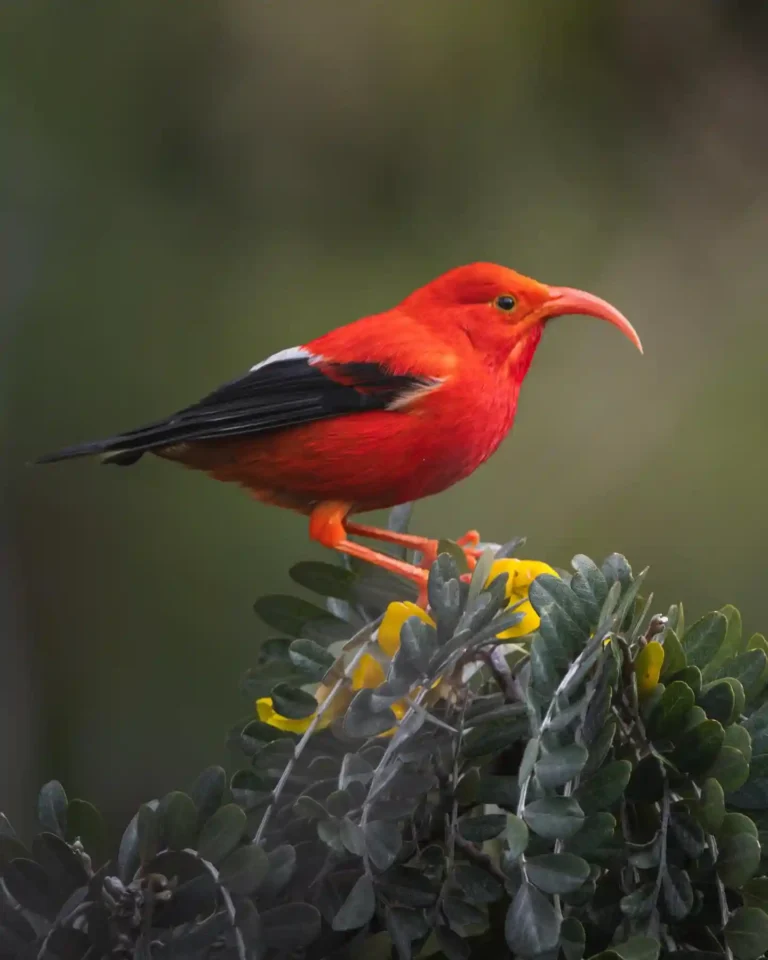 30 Common Birds in Hawaii: Easy Identification Guide