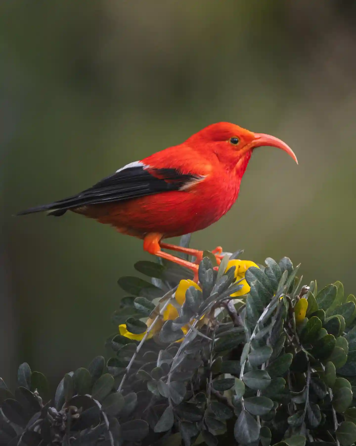 30 Common Birds in Hawaii: Easy Identification Guide