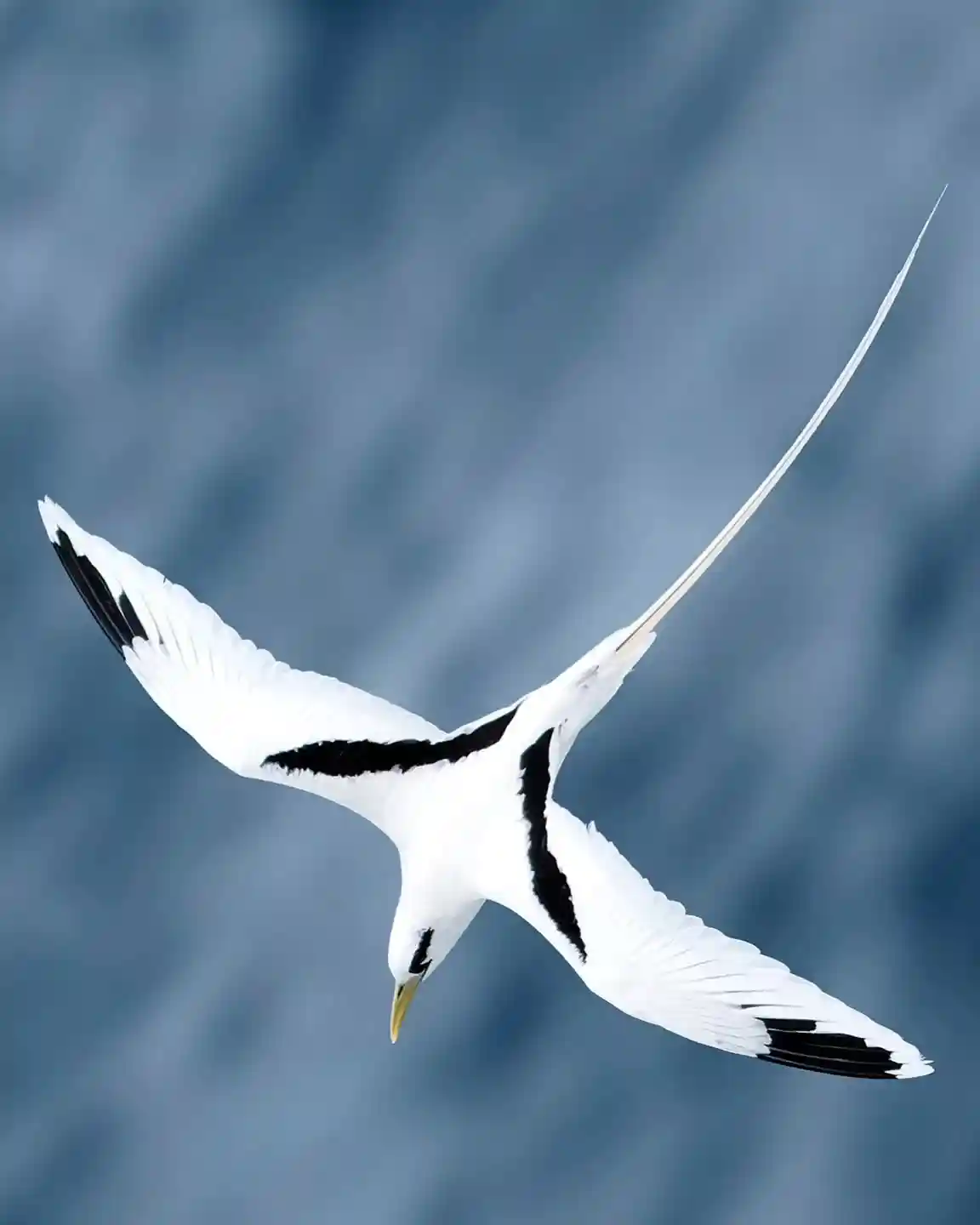 15 White Birds in Hawaii: Easy Identification Guide