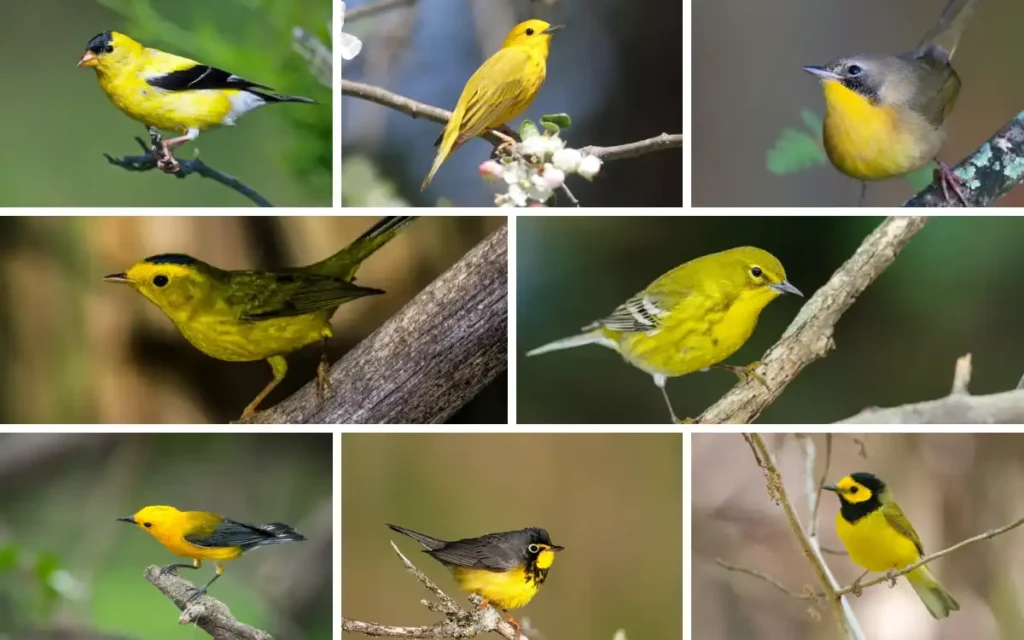 Yellow Birds You Might See