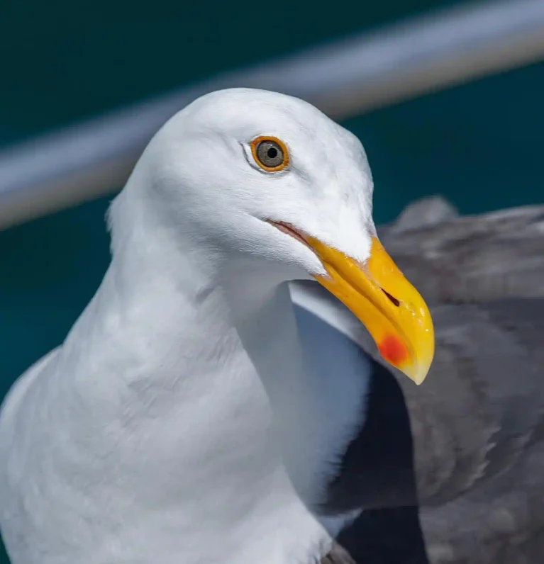 14 Types of Gulls: Identification Guide to Common Gull Species