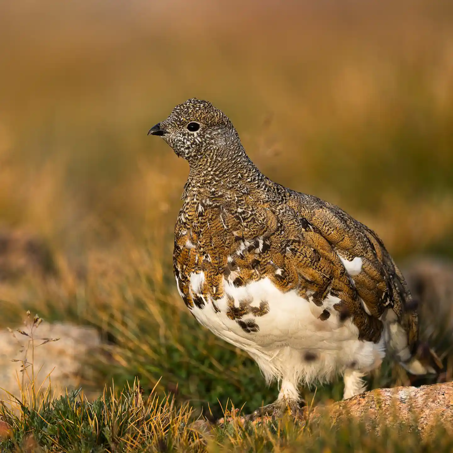 20 White Birds in North America (Identification Guide)